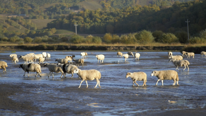 河里饮水的牛群和羊群牧羊