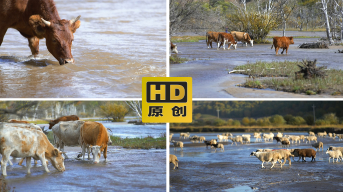 河里饮水的牛群和羊群牧羊