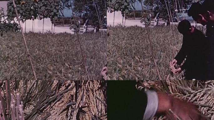 5060年代杂交水稻研究