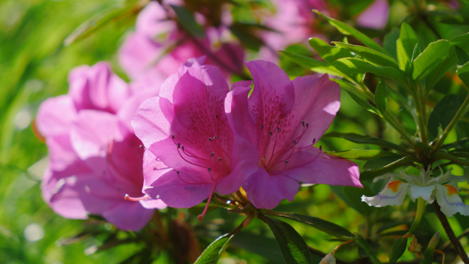 2种杜鹃花开花春天映山红