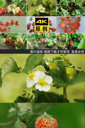 草莓生长水果草莓种植成熟饮料果园采摘草莓