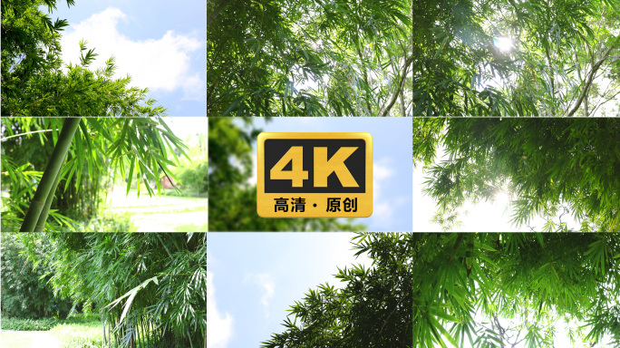 唯美竹林阳光竹叶竹子树叶光斑4k视频素材