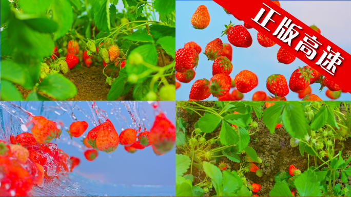 创意草莓生长水果草莓种植成熟饮料果园采摘