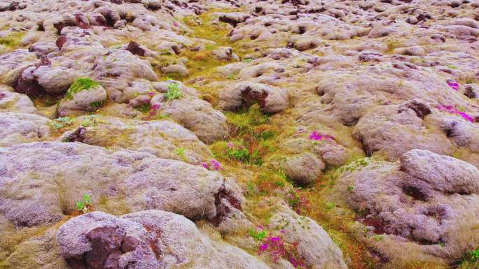 冰岛的火山地表覆盖着植物