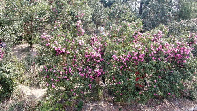 航拍湖南怀化中坡山山茶花盛开