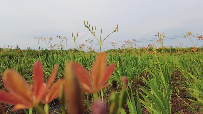 黄花菜种植