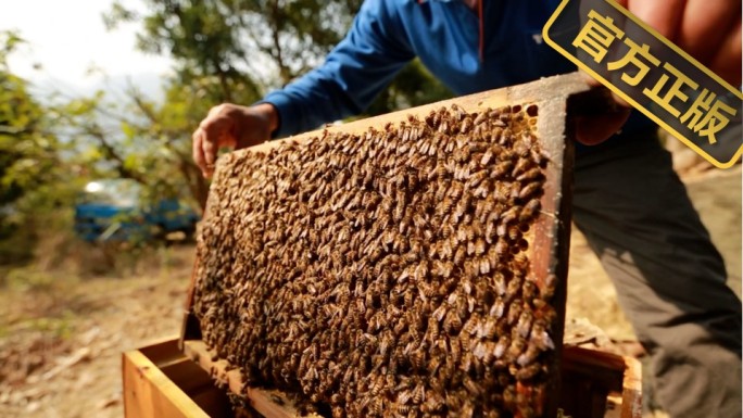 养蜂产业