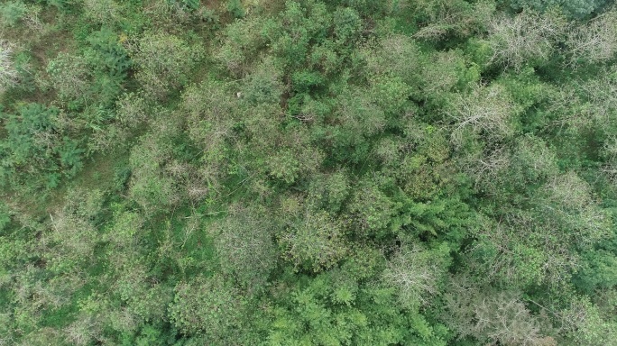 林业局宣传片素材红苞木原始森林湿地生态