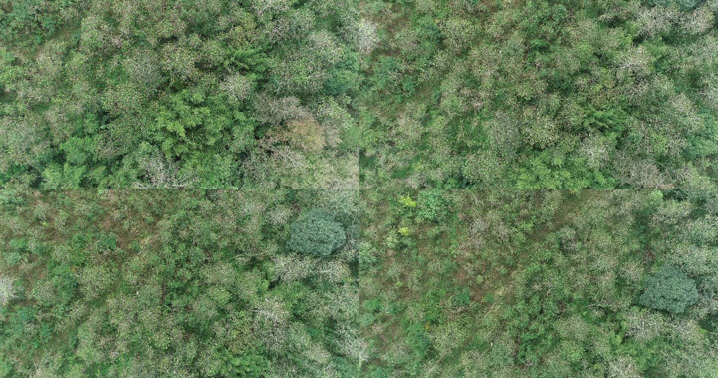 林业局宣传片素材红苞木原始森林湿地生态