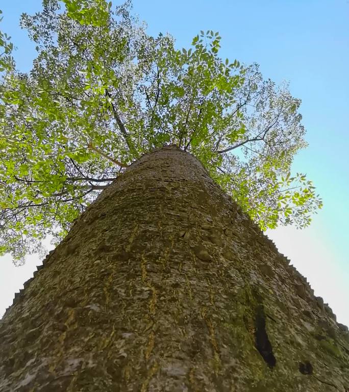 抖音竖屏短视频大树木棉树美丽异木棉树素材
