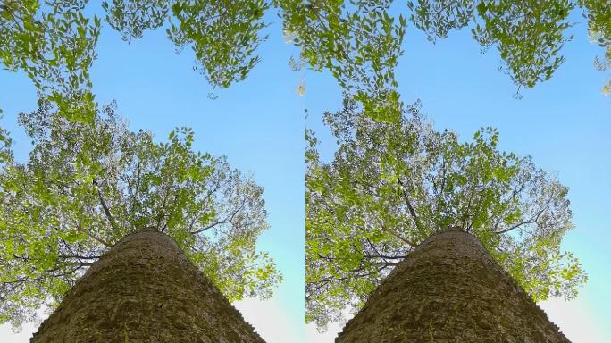 抖音竖屏短视频大树木棉树美丽异木棉树素材