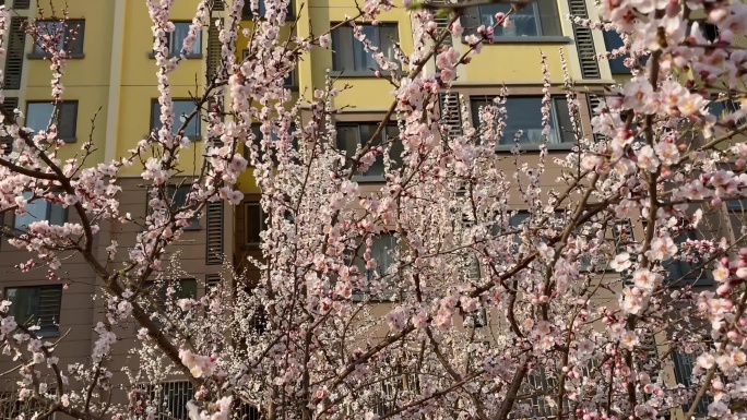 春天 开花 花树 花海 春气盎然 4K