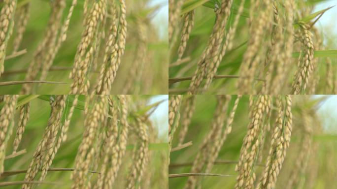 海水稻 成熟 特写丰收