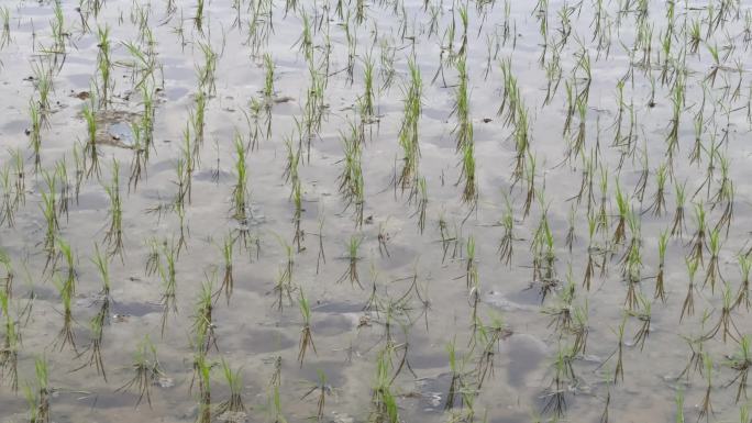 春天乡村农村刚插秧的稻田里蜻蜓在飞
