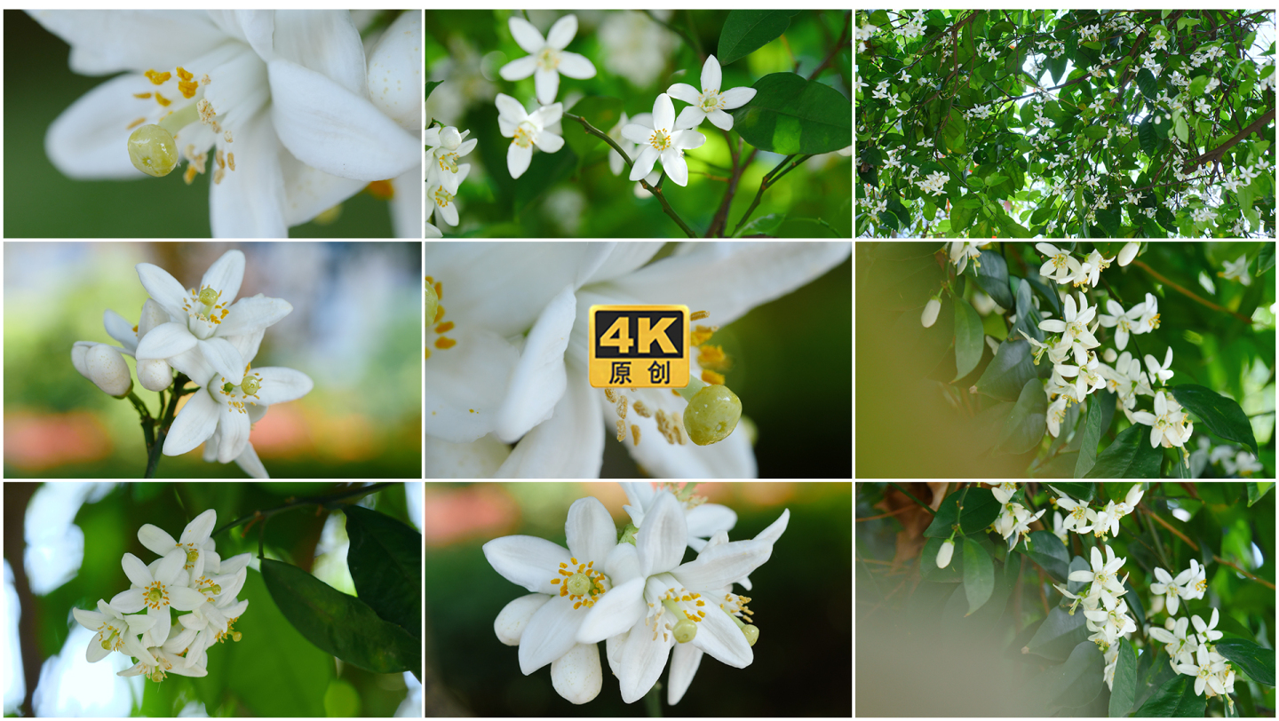 柚子花 橘子花  柑橘花 橙子花