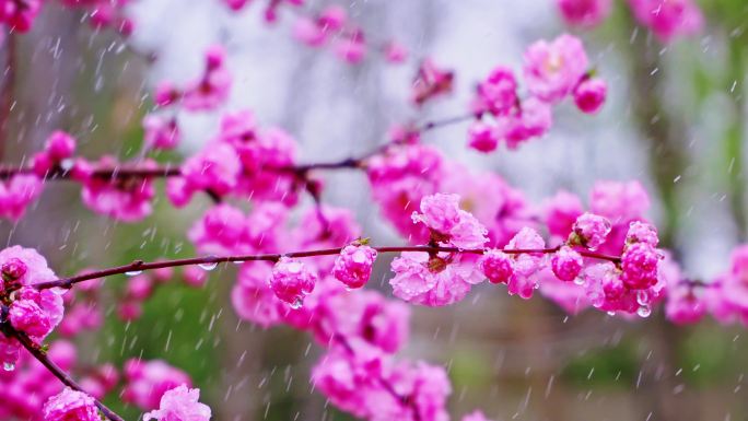 4K春天细雨雨滴滴落鲜花枝头升格慢镜头