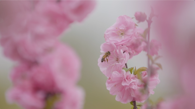 蜜蜂在桃花树上采蜜