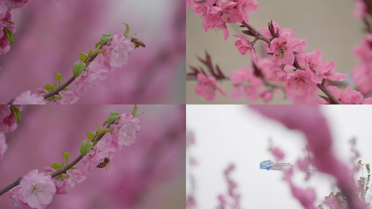 蜜蜂在桃花树上采蜜