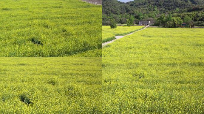 菜花油菜花蜜蜂春天蜜蜂菜花油菜田野油菜花