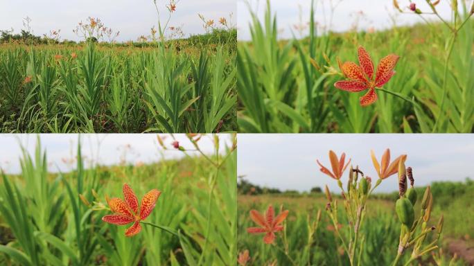 黄花菜视频