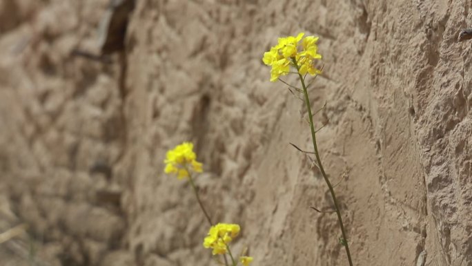 黄色小花