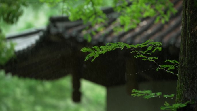 179杭州 风景 下雨天  亭子 树枝