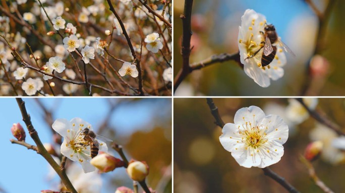 白色梅花梨花  蜜蜂采蜜