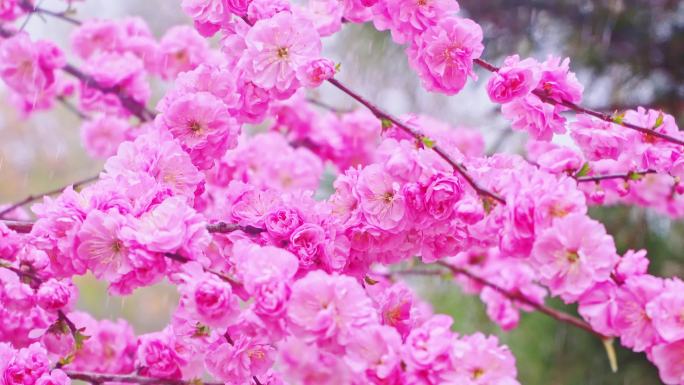 4K春天细雨雨滴滴落鲜花枝头升格慢镜头