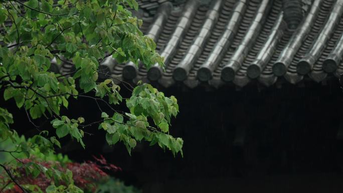 杭州 寺庙 古风 下雨天 屋檐 树枝