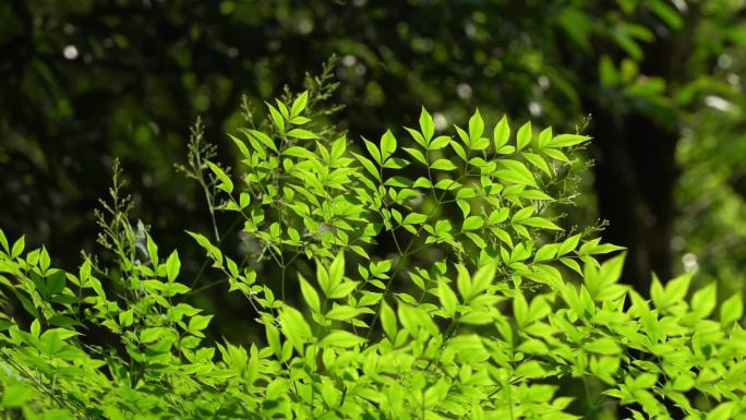 春日唯美镜头