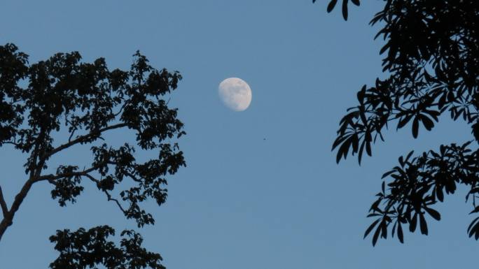 月光夜色月色户外明月实拍视频