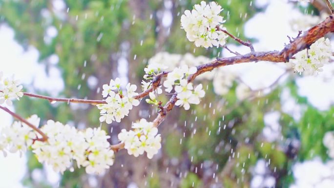 4K春天细雨下雨树枝唯美镜头