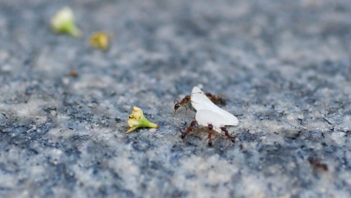 蚂蚁  同心协力  勤劳 忙碌 动物群体