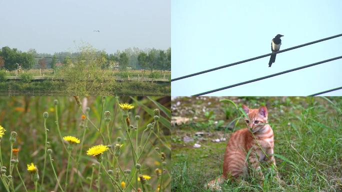 河边鸟猫花