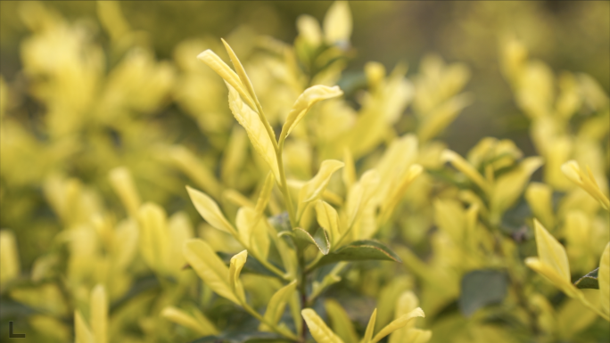 茶叶茶山茶艺茶园采茶春茶茶叶茶