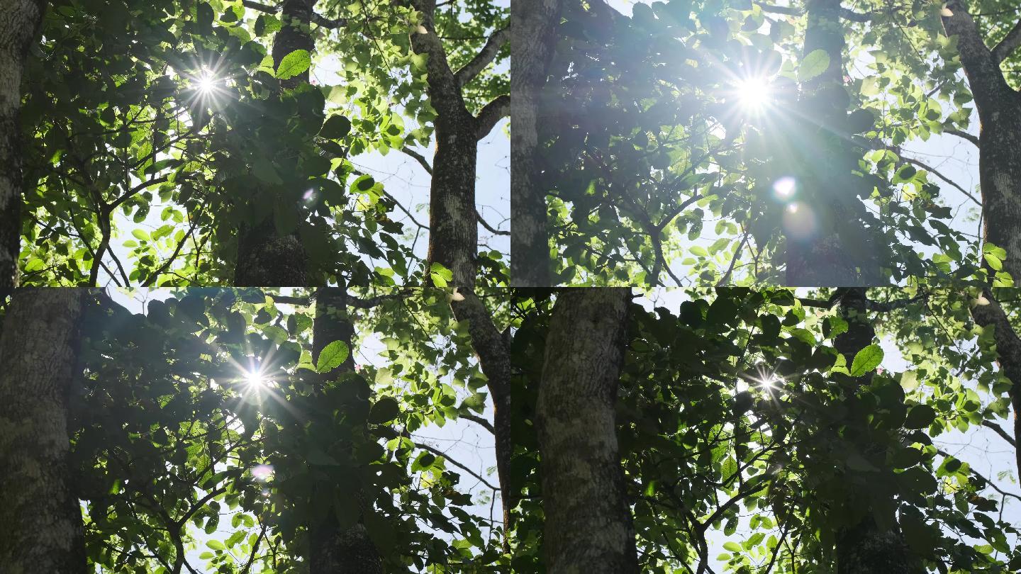 唯美空镜，阳光穿过树叶