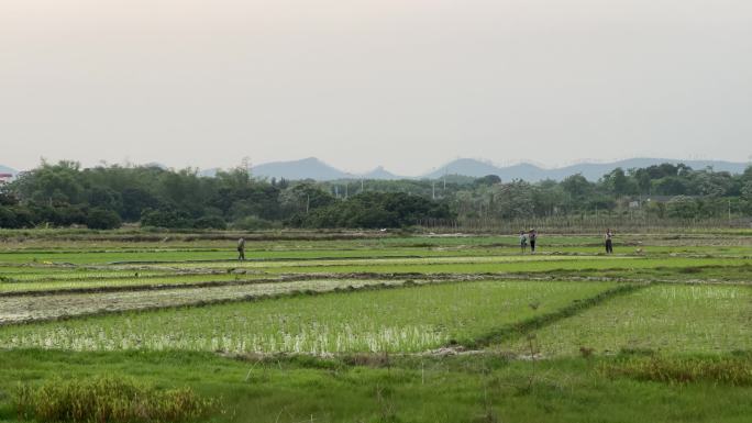 春天农村刚插秧的水稻田农田与田间的老农民