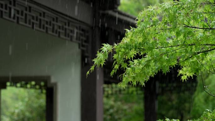 167杭州 古风 下雨天 树叶 屋檐