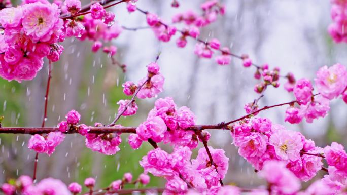 4K春天细雨雨滴滴落鲜花枝头升格慢镜头