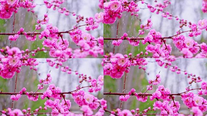 4K春天细雨雨滴滴落鲜花枝头升格慢镜头