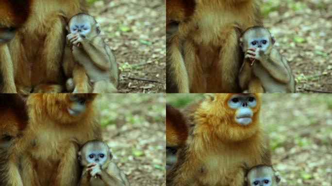 金丝猴妈妈和幼崽