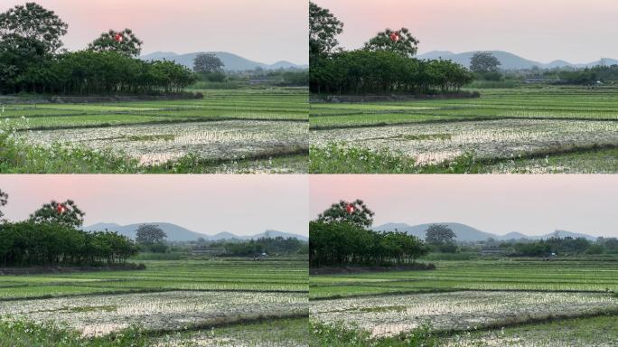 黄昏太阳下山前刚插秧的水稻田风光