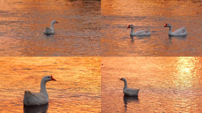 4k夕阳河水中的鹅