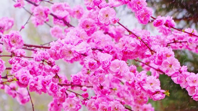 4K春天细雨雨滴滴落鲜花枝头升格慢镜头