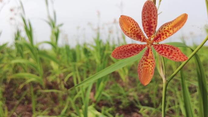 黄花菜种植