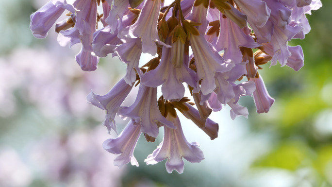 泡桐花