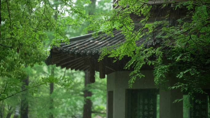 178杭州 风景 古风 下雨天 亭子树枝