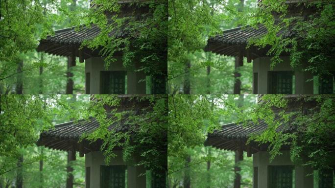 178杭州 风景 古风 下雨天 亭子树枝