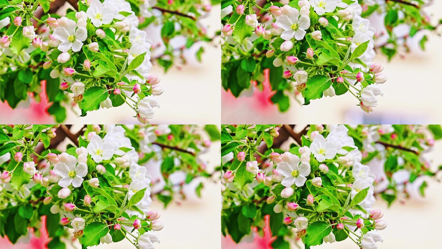 4K春天苹果花盛开嫩芽含苞待放空镜头