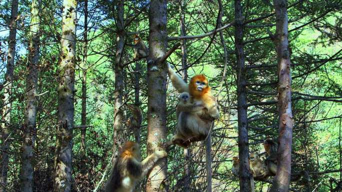 金丝猴妈妈抱着幼崽在树上